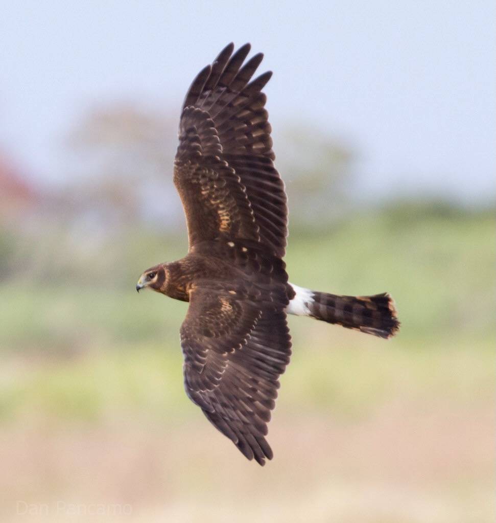 Northern Harrier by Dan Pancamo is licensed under CC BY-SA 2.0.